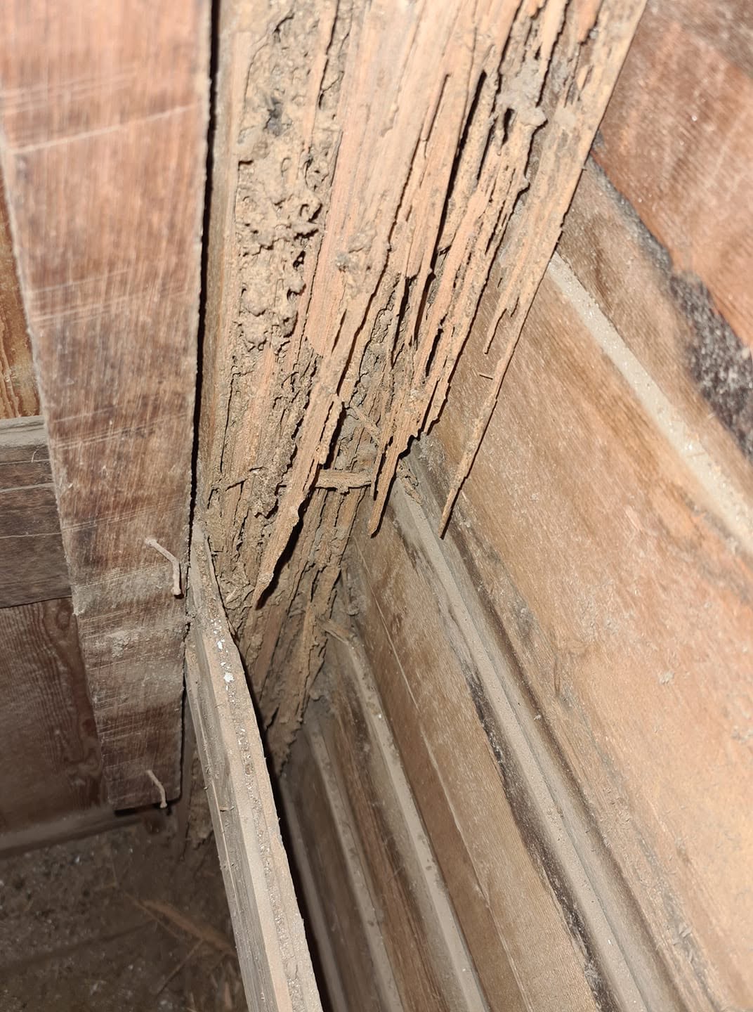 Damaged structural timber requiring inspection
