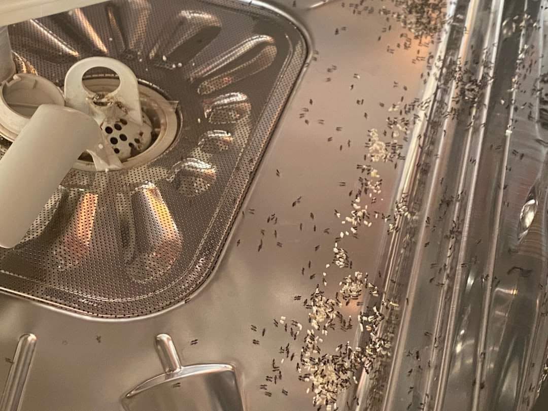 Ant Control