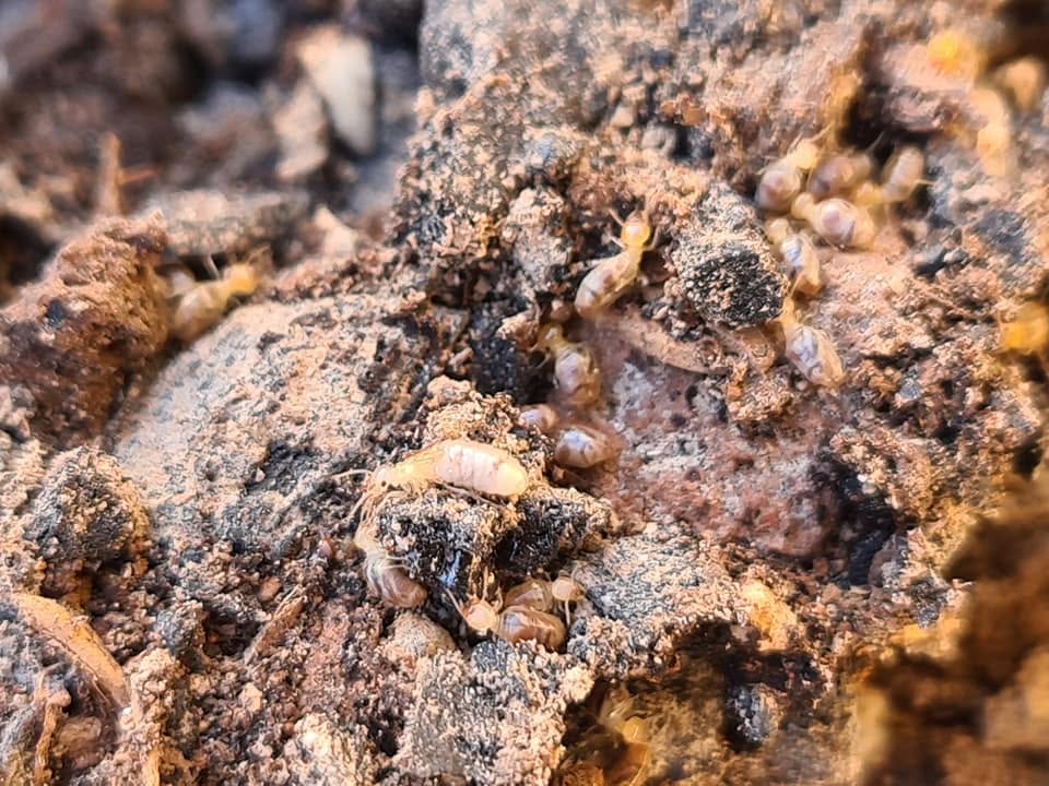 Termite Control